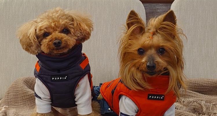 マドロームでくつろぐわんちゃんたち